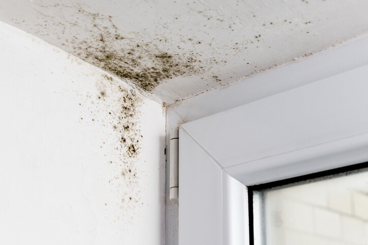 Mold removal in Blue Island, Illinois